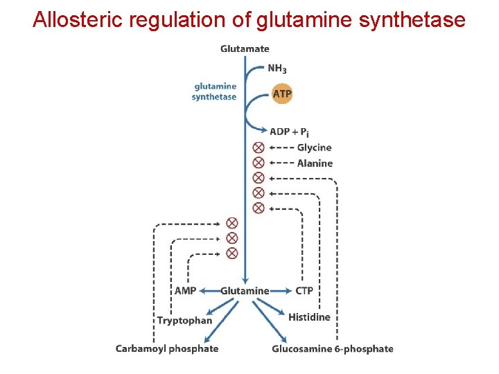 Allosteric regulation of glutamine synthetase 