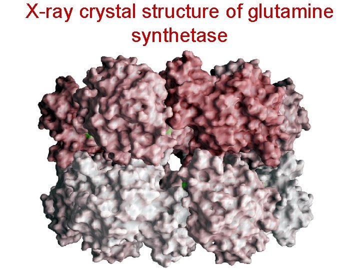 X-ray crystal structure of glutamine synthetase 