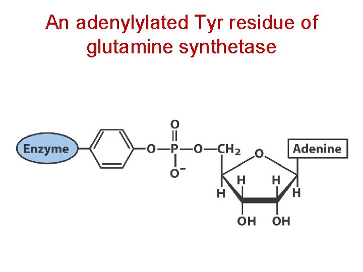 An adenylylated Tyr residue of glutamine synthetase 