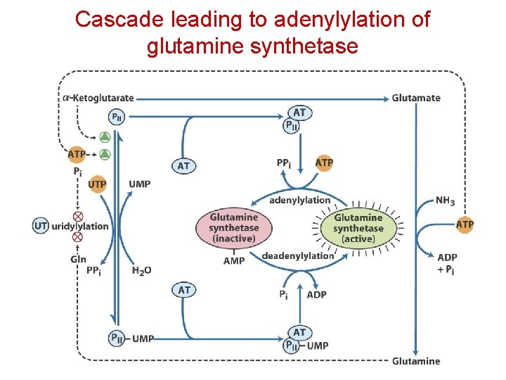 Cascade leading to adenylylation of glutamine synthetase 