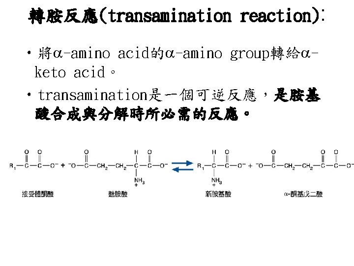 轉胺反應(transamination reaction): • 將 -amino acid的 -amino group轉給 keto acid。 • transamination是一個可逆反應，是胺基 酸合成與分解時所必需的反應。 