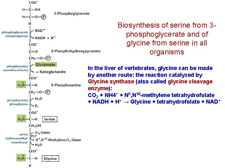 Biosynthesis of serine from 3 phosphoglycerate and of glycine from serine in all organisms