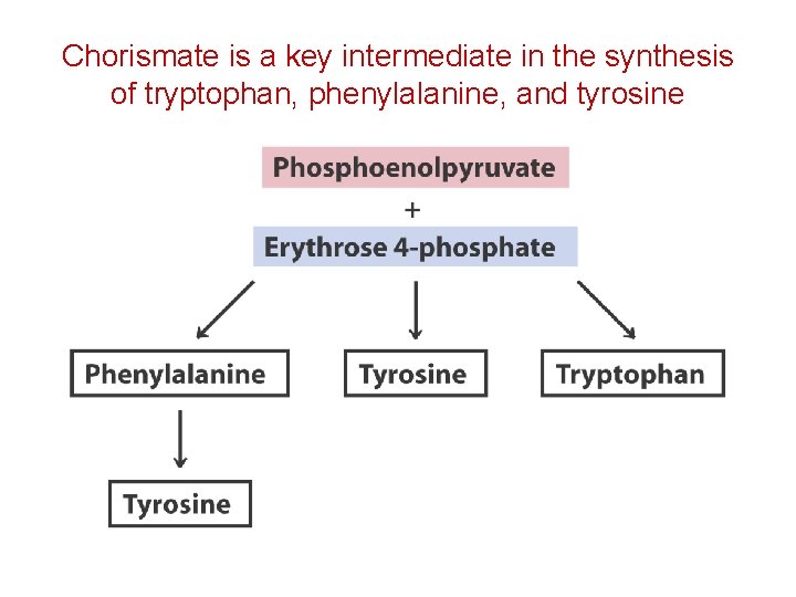 Chorismate is a key intermediate in the synthesis of tryptophan, phenylalanine, and tyrosine 