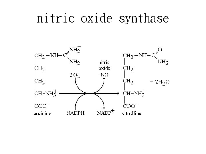 nitric oxide synthase 