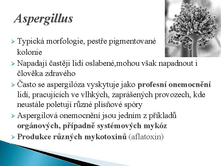 Aspergillus Ø Typická morfologie, pestře pigmentované kolonie Ø Napadají častěji lidi oslabené, mohou však