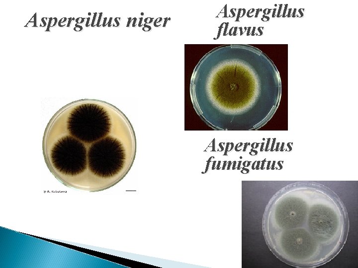 Aspergillus niger Aspergillus flavus Aspergillus fumigatus 