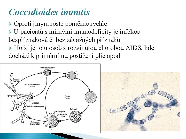 Coccidioides immitis Ø Oproti jiným roste poměrně rychle Ø U pacientů s mírnými imunodeficity