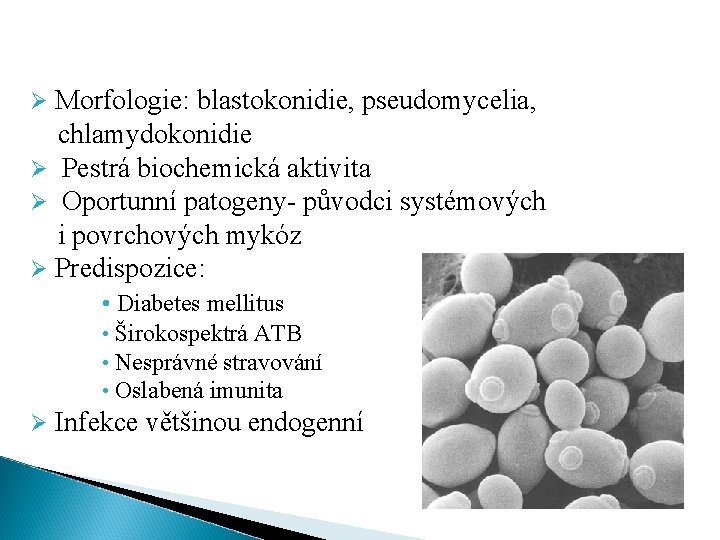 Kvasinky Ø Morfologie: blastokonidie, pseudomycelia, chlamydokonidie Ø Pestrá biochemická aktivita Ø Oportunní patogeny- původci
