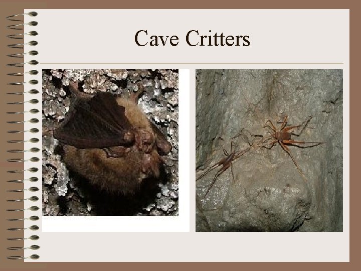 Cave Critters 