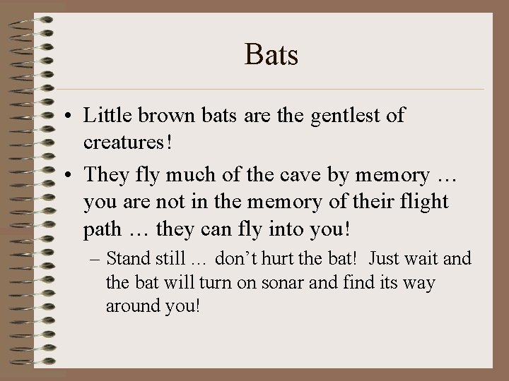 Bats • Little brown bats are the gentlest of creatures! • They fly much