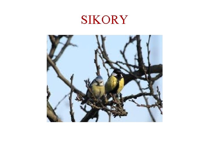 SIKORY 