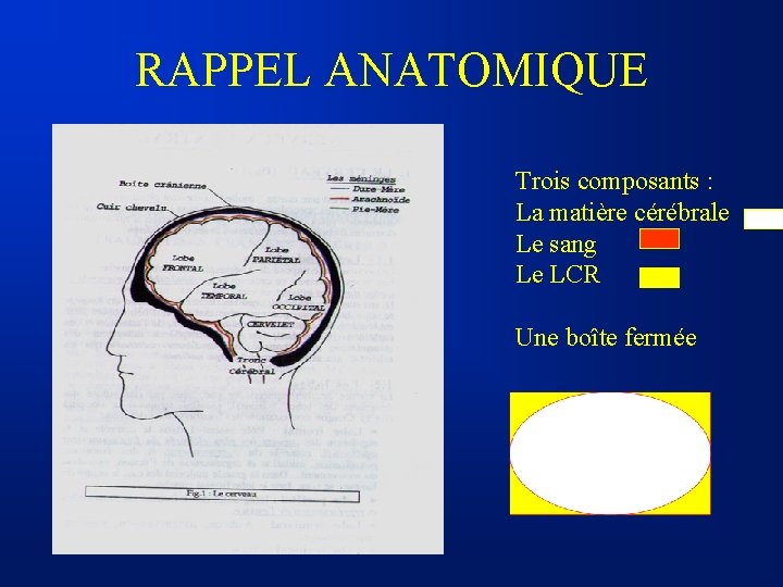 RAPPEL ANATOMIQUE Trois composants : La matière cérébrale Le sang Le LCR Une boîte