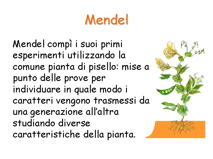 Mendel compì i suoi primi esperimenti utilizzando la comune pianta di pisello: mise a