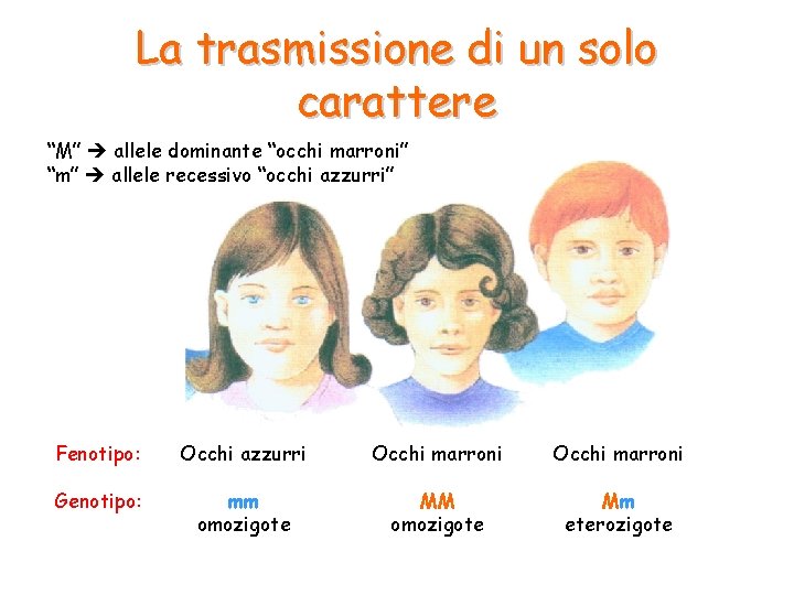 La trasmissione di un solo carattere “M” allele dominante “occhi marroni” “m” allele recessivo