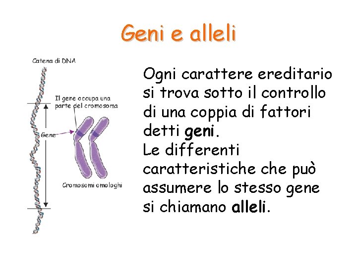 Geni e alleli Ogni carattere ereditario si trova sotto il controllo di una coppia