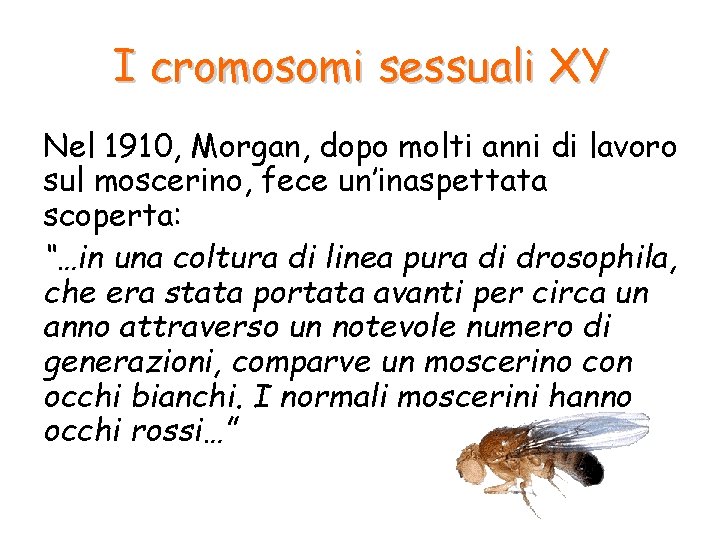 I cromosomi sessuali XY Nel 1910, Morgan, dopo molti anni di lavoro sul moscerino,