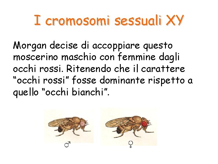 I cromosomi sessuali XY Morgan decise di accoppiare questo moscerino maschio con femmine dagli