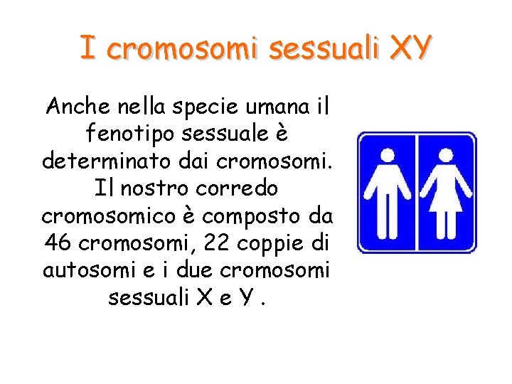 I cromosomi sessuali XY Anche nella specie umana il fenotipo sessuale è determinato dai