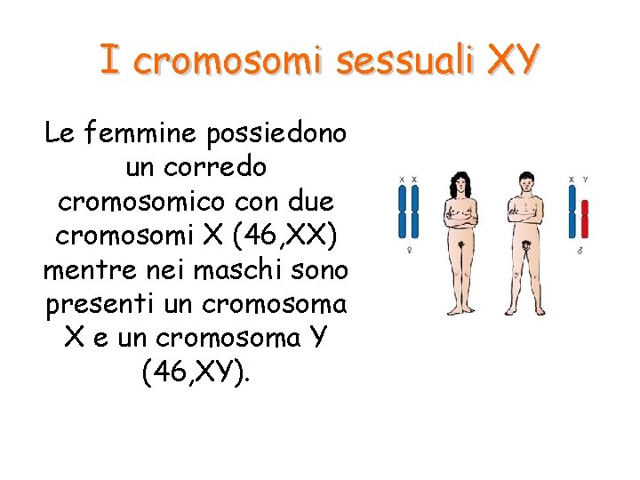 I cromosomi sessuali XY Le femmine possiedono un corredo cromosomico con due cromosomi X