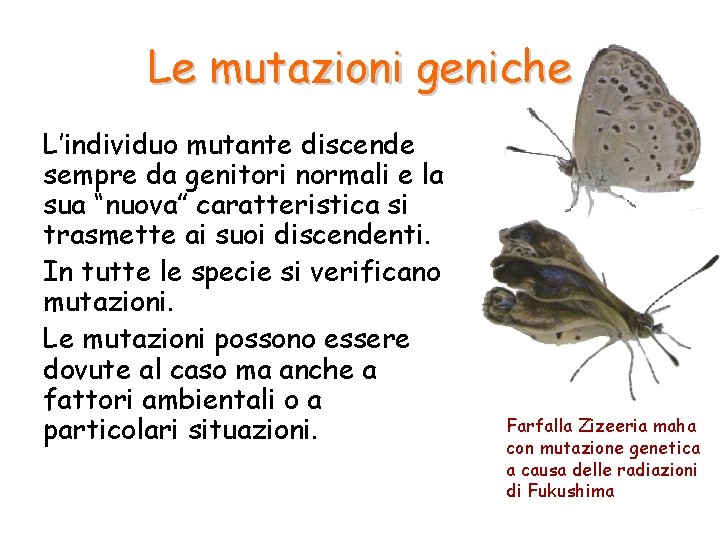 Le mutazioni geniche L’individuo mutante discende sempre da genitori normali e la sua “nuova”