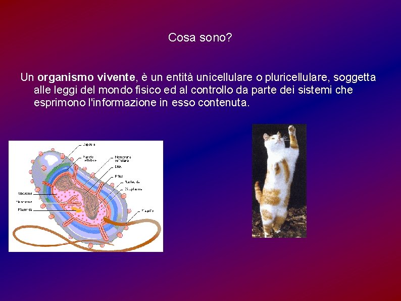 Cosa sono? Un organismo vivente, è un entità unicellulare o pluricellulare, soggetta alle leggi