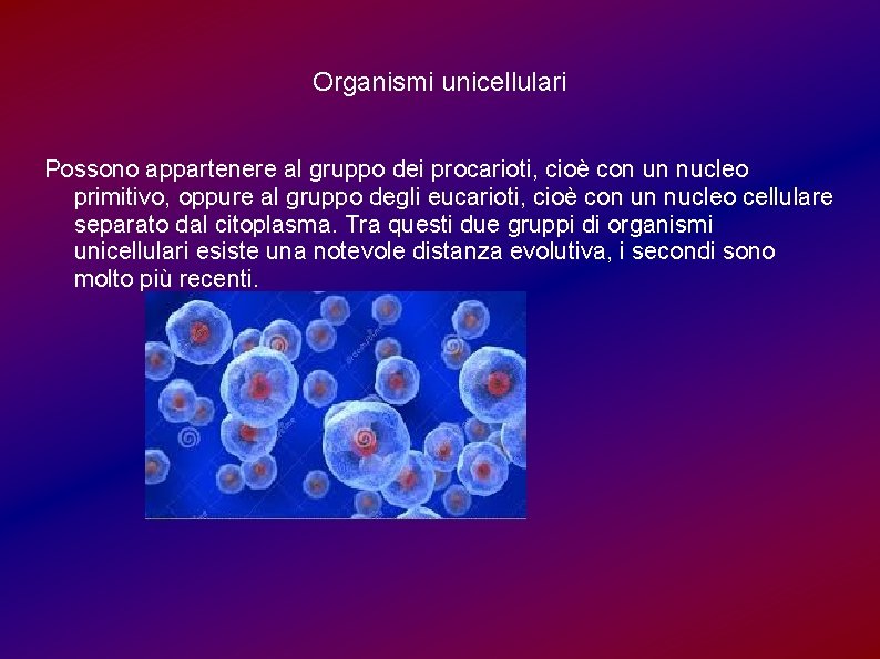 Organismi unicellulari Possono appartenere al gruppo dei procarioti, cioè con un nucleo primitivo, oppure