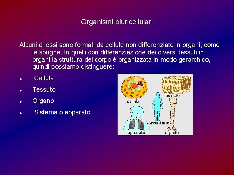 Organismi pluricellulari Alcuni di essi sono formati da cellule non differenziate in organi, come