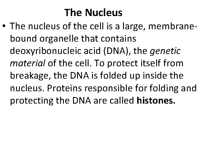 The Nucleus • The nucleus of the cell is a large, membranebound organelle that