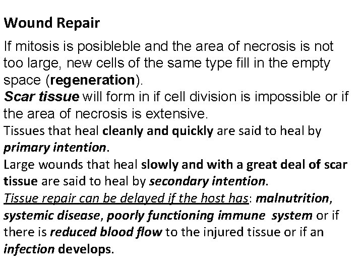 Wound Repair If mitosis is posibleble and the area of necrosis is not too