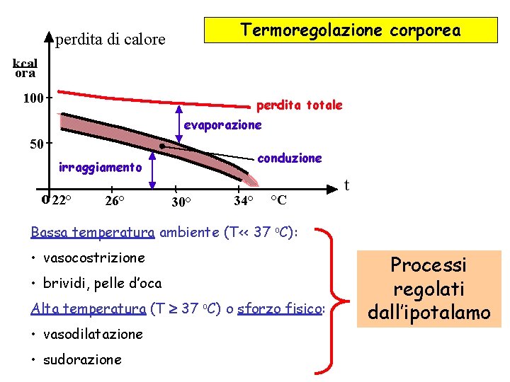 Termoregolazione corporea perdita di calore kcal ora 100 perdita totale evaporazione 50 conduzione irraggiamento