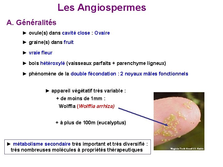 Les Angiospermes A. Généralités ► ovule(s) dans cavité close : Ovaire ► graine(s) Les Angiospermes A. Généralités ► ovule(s) dans cavité close : Ovaire ► graine(s)