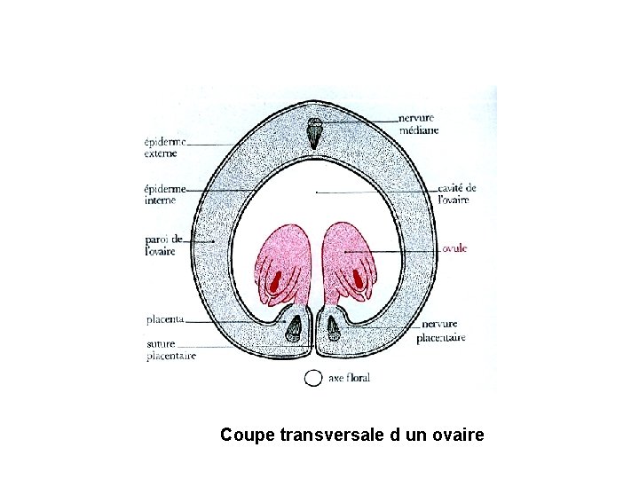 Coupe transversale d un ovaire Coupe transversale d un ovaire