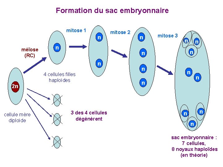Formation du sac embryonnaire mitose 1 n méïose (RC) n n mitose 3 n Formation du sac embryonnaire mitose 1 n méïose (RC) n n mitose 3 n
