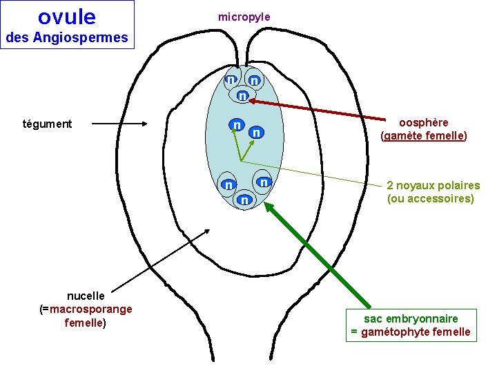 ovule micropyle des Angiospermes n n n tégument n n nucelle (=macrosporange femelle) oosphère ovule micropyle des Angiospermes n n n tégument n n nucelle (=macrosporange femelle) oosphère