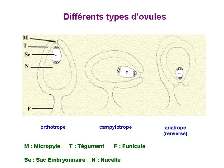 Différents types d'ovules orthotrope M : Micropyle campylotrope T : Tégument Se : Sac Différents types d'ovules orthotrope M : Micropyle campylotrope T : Tégument Se : Sac