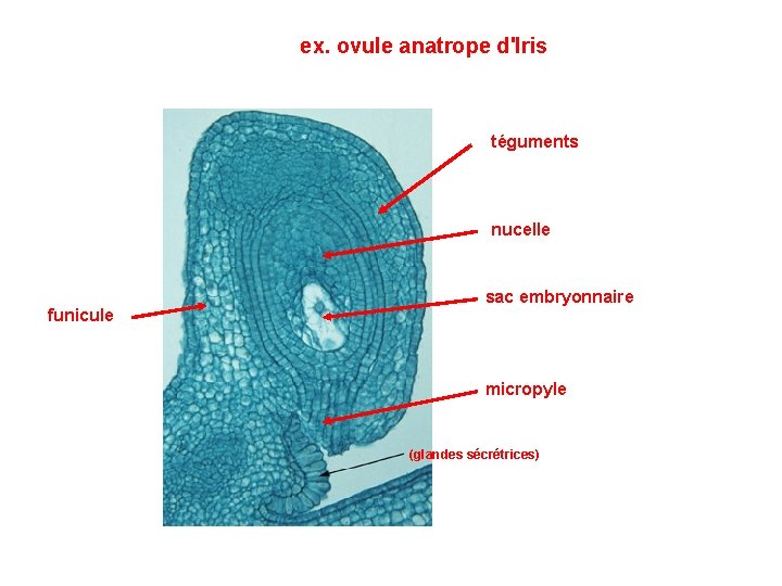 ex. ovule anatrope d'Iris téguments nucelle funicule sac embryonnaire micropyle (glandes sécrétrices) ex. ovule anatrope d'Iris téguments nucelle funicule sac embryonnaire micropyle (glandes sécrétrices)