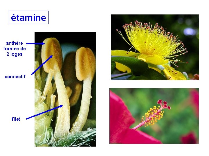 étamine anthère formée de 2 loges connectif filet étamine anthère formée de 2 loges connectif filet