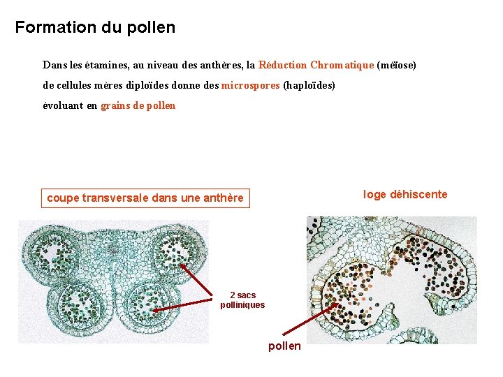 Formation du pollen Dans les étamines, au niveau des anthères, la Réduction Chromatique (méïose) Formation du pollen Dans les étamines, au niveau des anthères, la Réduction Chromatique (méïose)