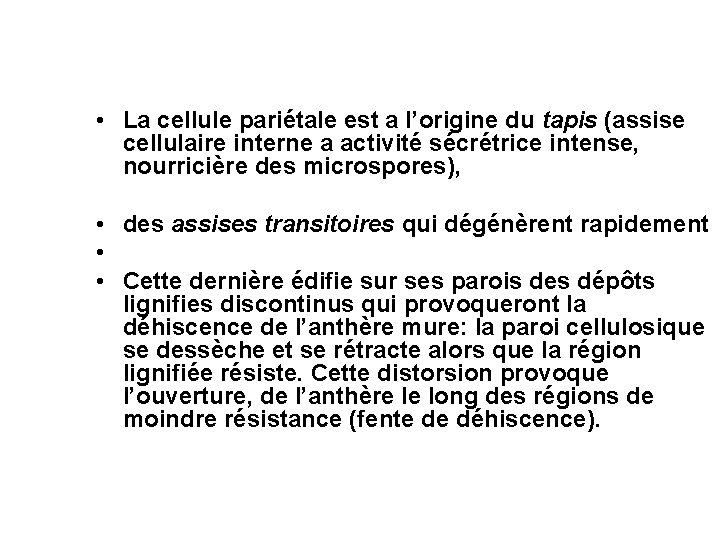 • La cellule pariétale est a l’origine du tapis (assise cellulaire interne a • La cellule pariétale est a l’origine du tapis (assise cellulaire interne a