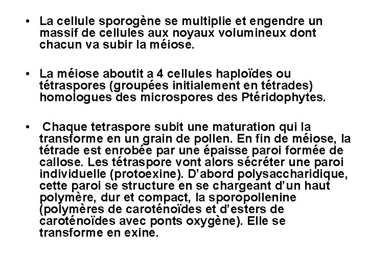 • La cellule sporogène se multiplie et engendre un massif de cellules aux • La cellule sporogène se multiplie et engendre un massif de cellules aux