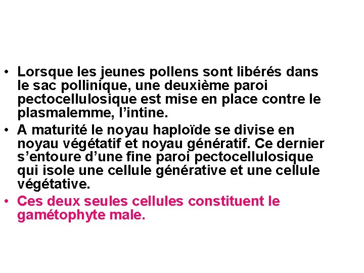 • Lorsque les jeunes pollens sont libérés dans le sac pollinique, une deuxième • Lorsque les jeunes pollens sont libérés dans le sac pollinique, une deuxième