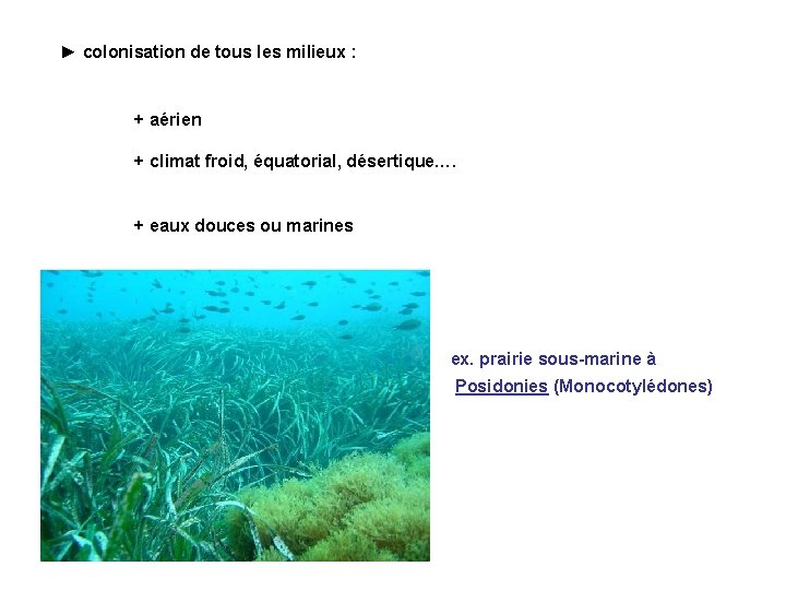 ► colonisation de tous les milieux : + aérien + climat froid, équatorial, désertique…. ► colonisation de tous les milieux : + aérien + climat froid, équatorial, désertique….