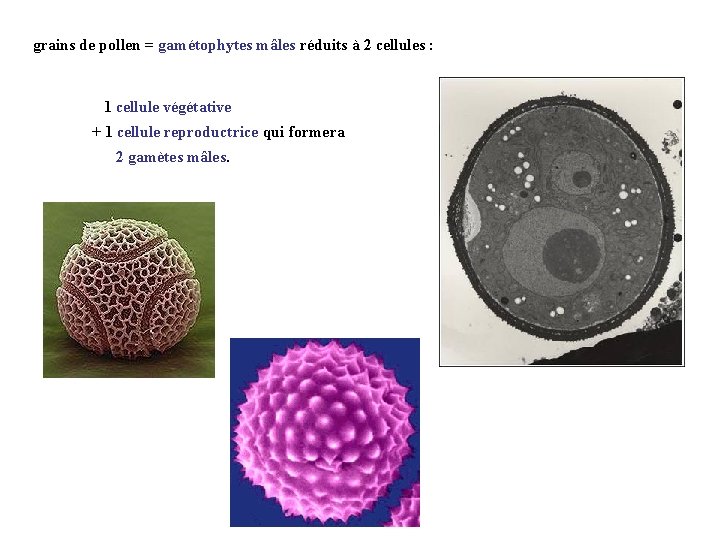 grains de pollen = gamétophytes mâles réduits à 2 cellules : 1 cellule végétative grains de pollen = gamétophytes mâles réduits à 2 cellules : 1 cellule végétative
