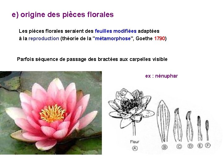 e) origine des pièces florales Les pièces florales seraient des feuilles modifiées adaptées à e) origine des pièces florales Les pièces florales seraient des feuilles modifiées adaptées à