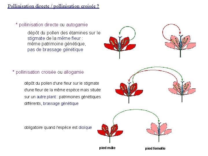 Pollinisation directe / pollinisation croisée ? * pollinisation directe ou autogamie dépôt du pollen Pollinisation directe / pollinisation croisée ? * pollinisation directe ou autogamie dépôt du pollen