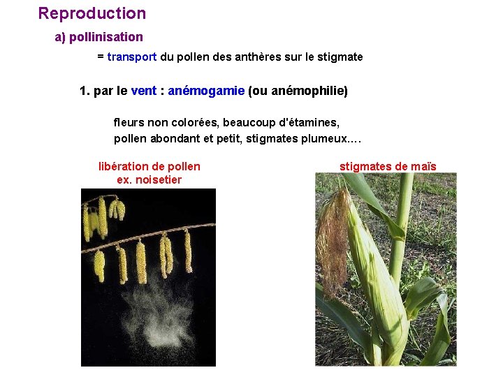 Reproduction a) pollinisation = transport du pollen des anthères sur le stigmate 1. Reproduction a) pollinisation = transport du pollen des anthères sur le stigmate 1.