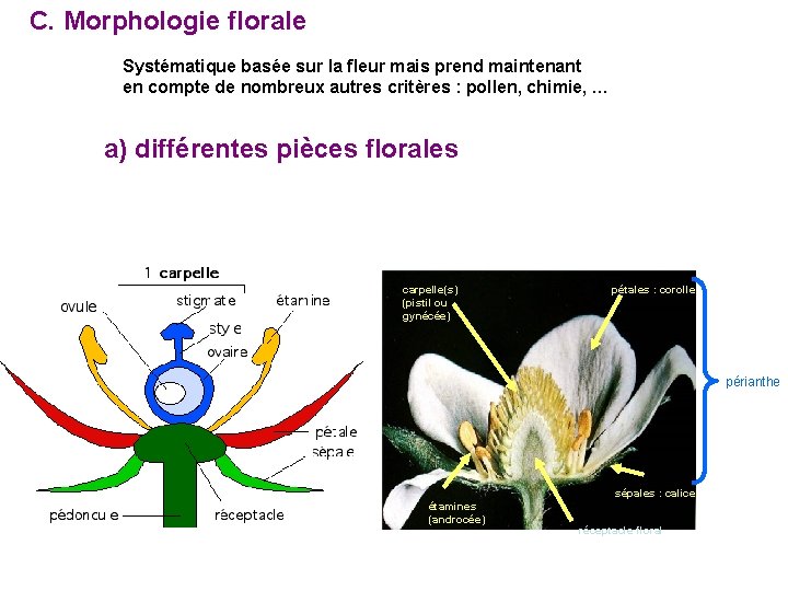 C. Morphologie florale Systématique basée sur la fleur mais prend maintenant en compte de C. Morphologie florale Systématique basée sur la fleur mais prend maintenant en compte de