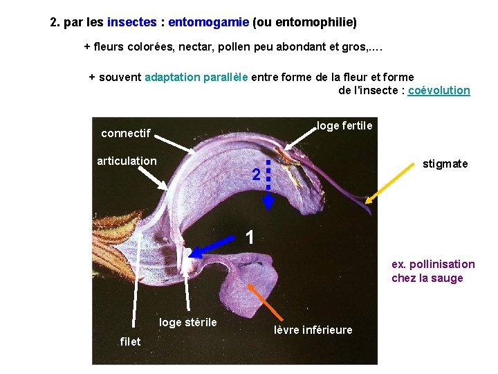 2. par les insectes : entomogamie (ou entomophilie) + fleurs colorées, nectar, pollen peu 2. par les insectes : entomogamie (ou entomophilie) + fleurs colorées, nectar, pollen peu