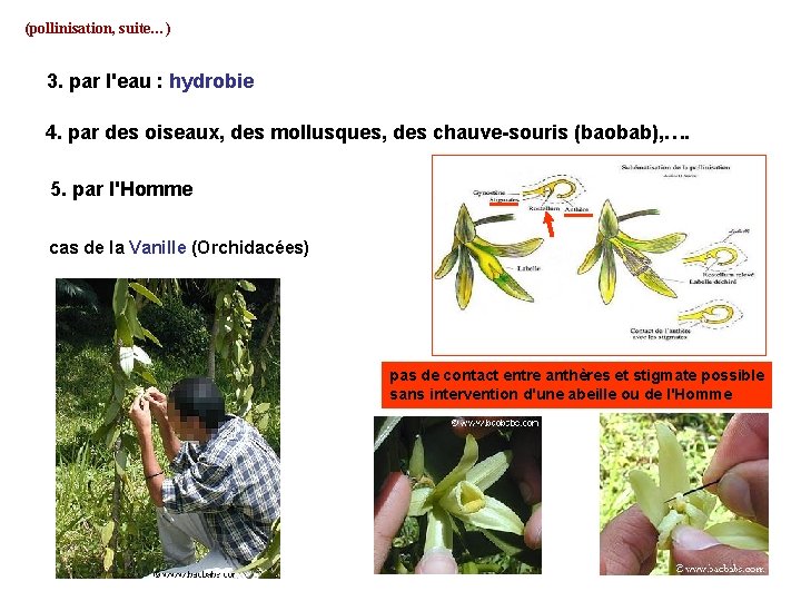 (pollinisation, suite…) 3. par l'eau : hydrobie 4. par des oiseaux, des mollusques, des (pollinisation, suite…) 3. par l'eau : hydrobie 4. par des oiseaux, des mollusques, des