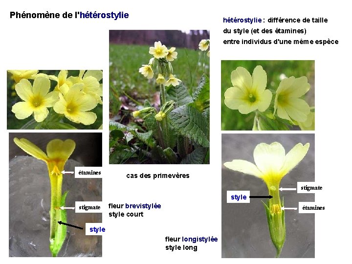 Phénomène de l'hétérostylie : différence de taille du style (et des étamines) entre individus Phénomène de l'hétérostylie : différence de taille du style (et des étamines) entre individus